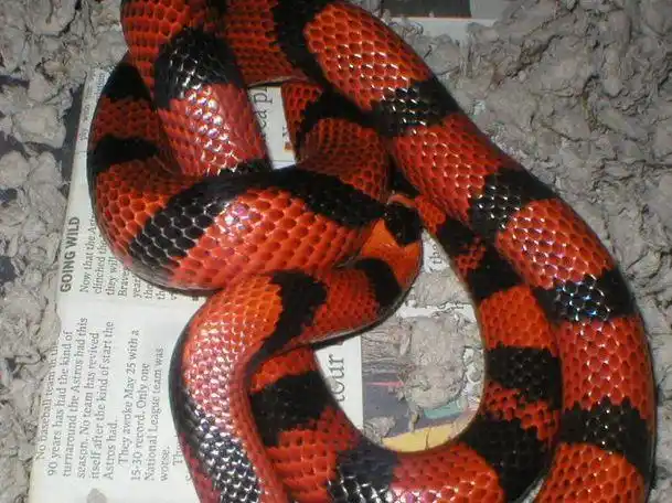 杀猪汉失手打死村长,逃进深山,逢红冠蛇,岂料下山发现全村遭灭|罗红|