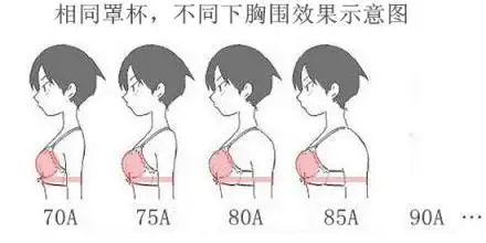 80b 75c傻傻分不清?教你看懂胸罩号码的含义