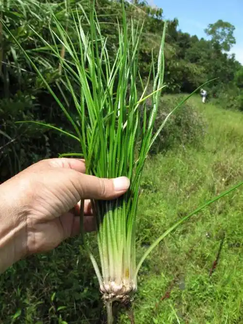 国宝级蕨类植物中华水韭首现宁海