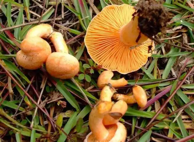 俗称它"松针菇",曾经不被待见,如今难寻到,乡民:逐渐消失了