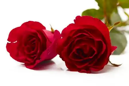 男人跪着拿着订婚戒指向女人求婚娶他快乐情人节概念夫妻在爱情婚姻中