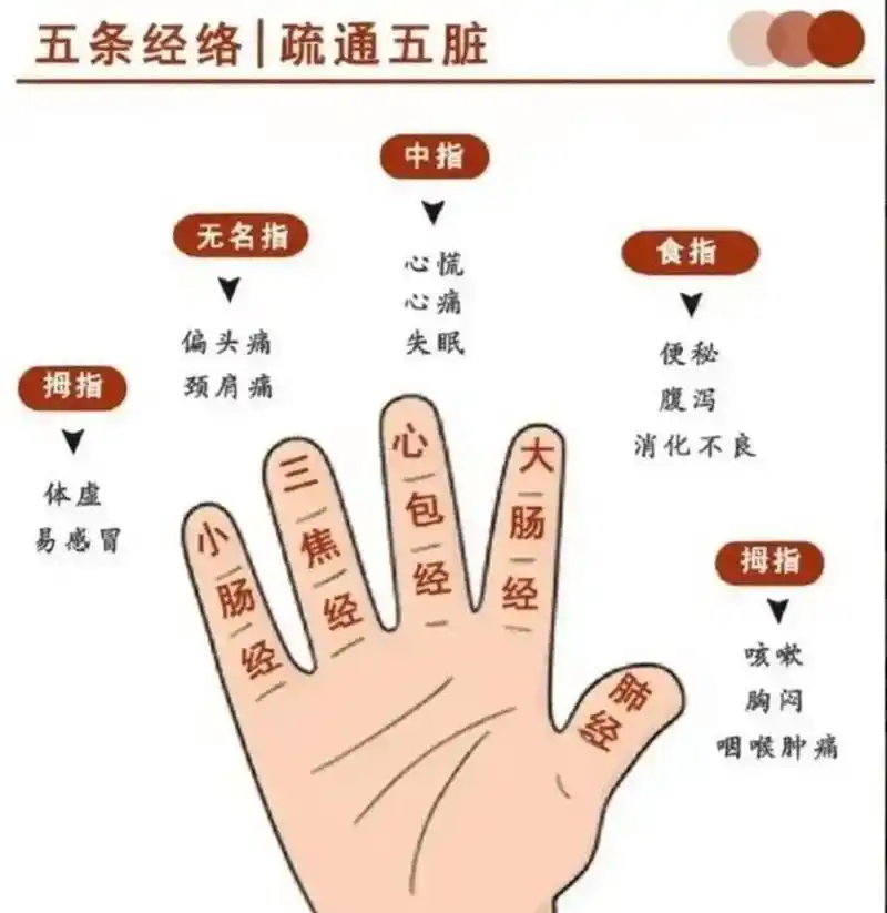 组织,器官沟通,大约有99 个穴位(区),可以反映全身五脏六腑的健康状况