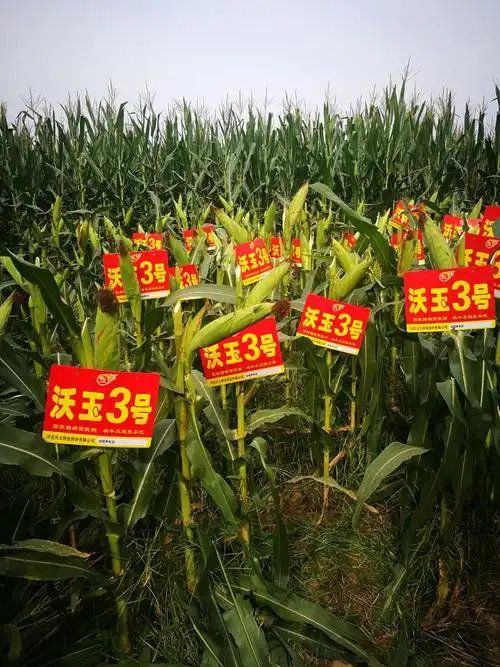 沃玉3号大棒,粒深,行数多,抗性好,产量高 - 美篇