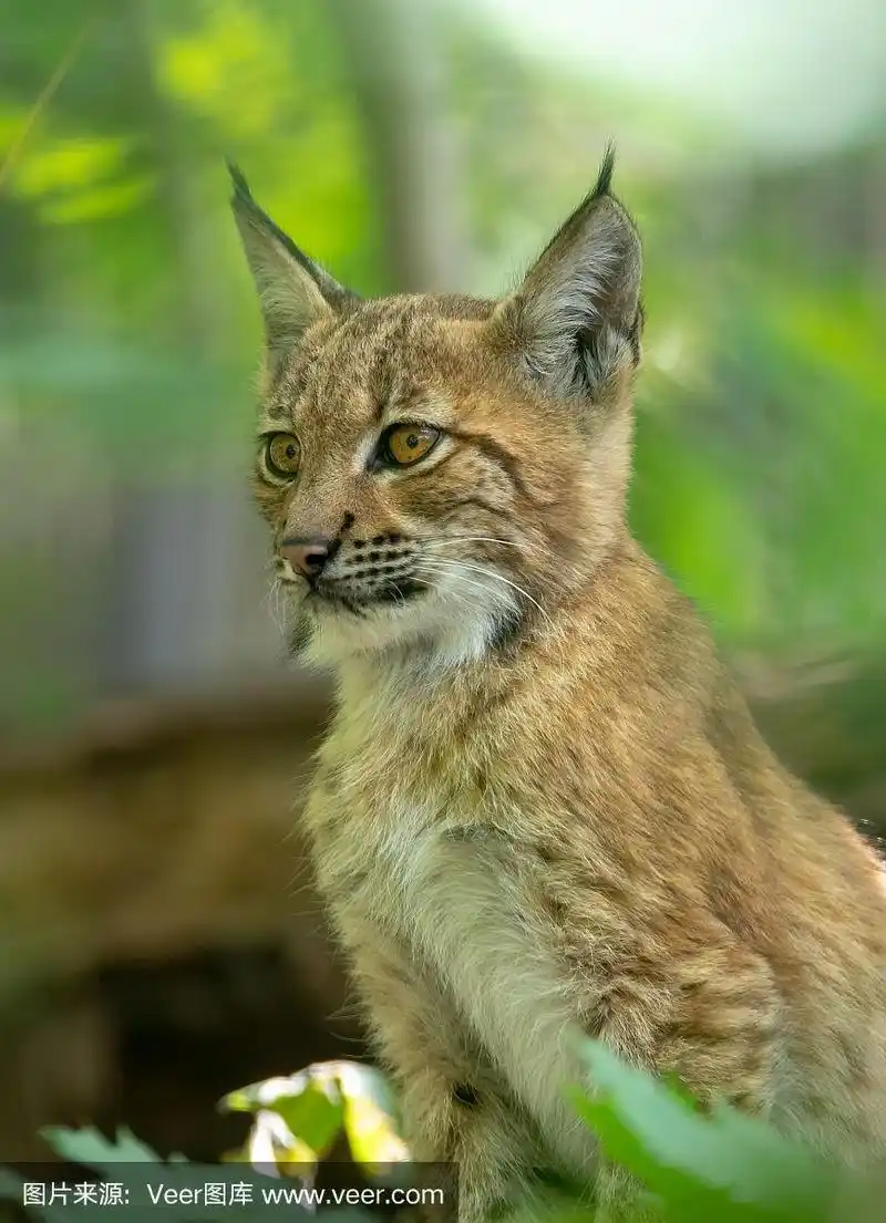 可爱的小猫山猫
