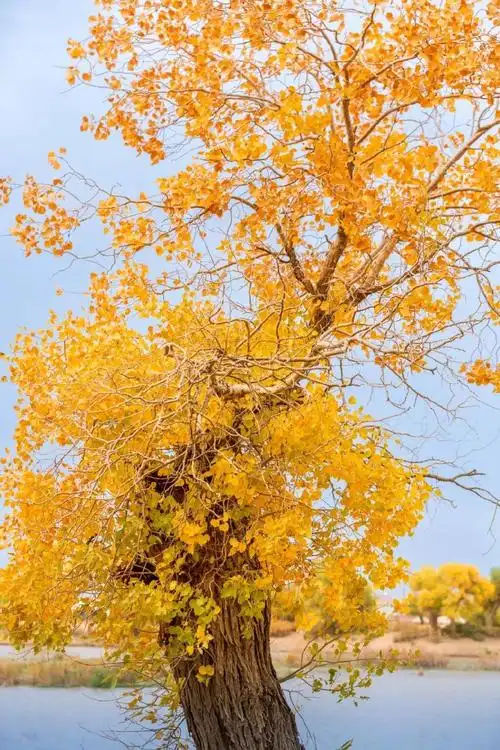 额济纳胡杨林宛如仙境惊艳全国