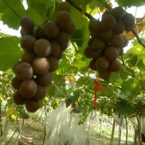 浙江省金华市浦江县巨峰葡萄 0.8-1斤 5%以下 1次果