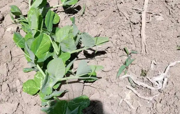 豌豆根腐病发病原因有哪些