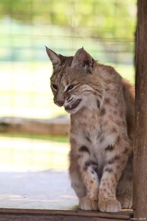五虎上将之狸花猫,老祖宗严选品种