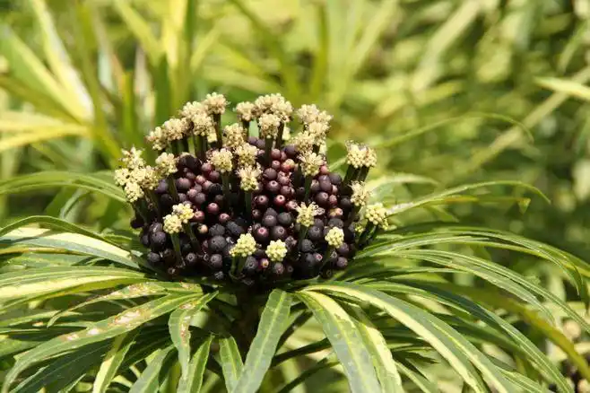 五加科:五爪木_你来看此花时_新浪博客