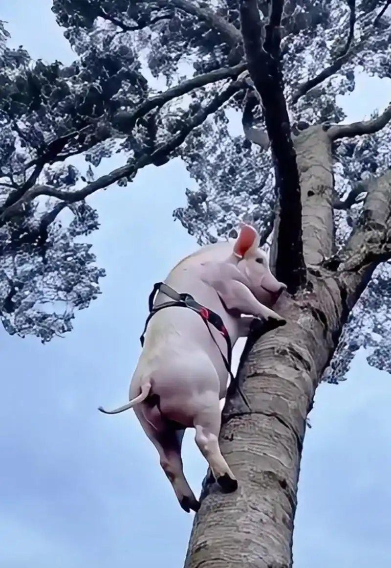 打死我也不信,猪还能上树?这肯定是假的吧!