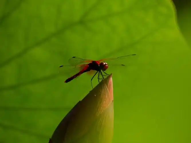 其它 荷中的小蜻蜓 写美篇雨过天晴,涨满水的池塘上轻拢着一层淡淡的