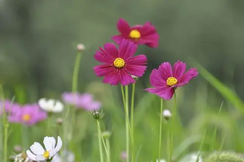 格桑花……幸福美好时光