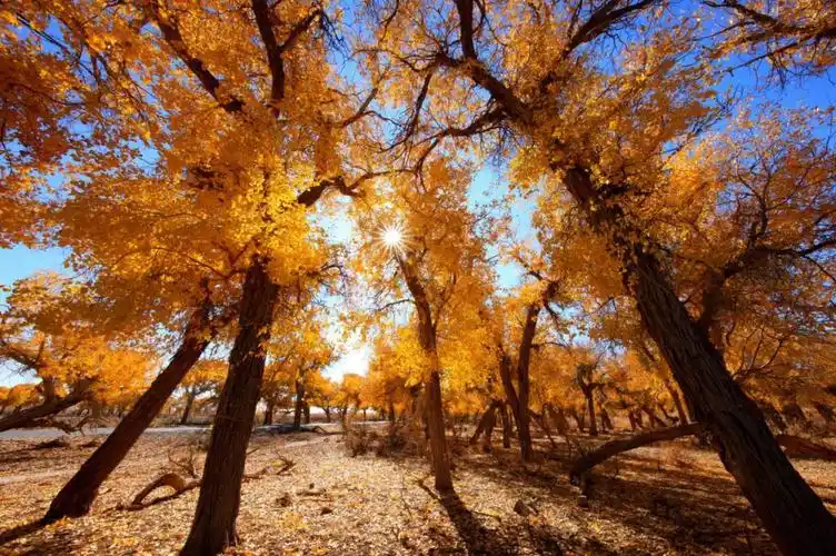 额济纳旗大漠胡杨林