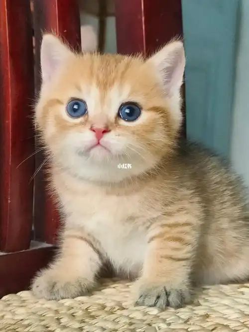 0606英短金渐层特1288一只包纯种健康