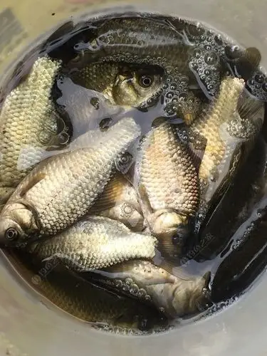 正宗的黄金野生鲫鱼