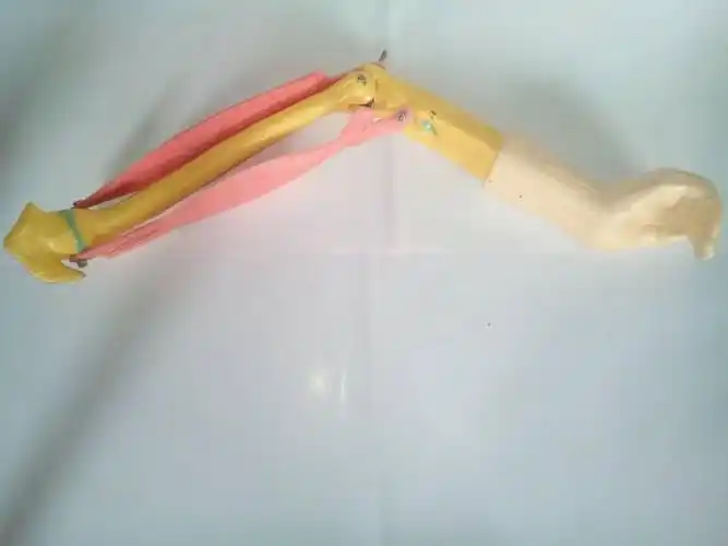 33220肘关节活动模型