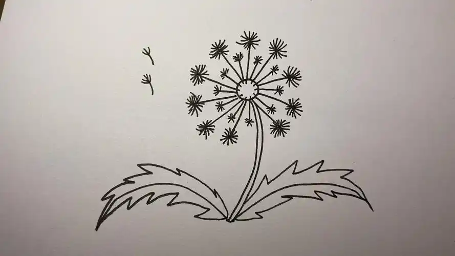 蒲公英简笔画,原来这么简单,我也会画!