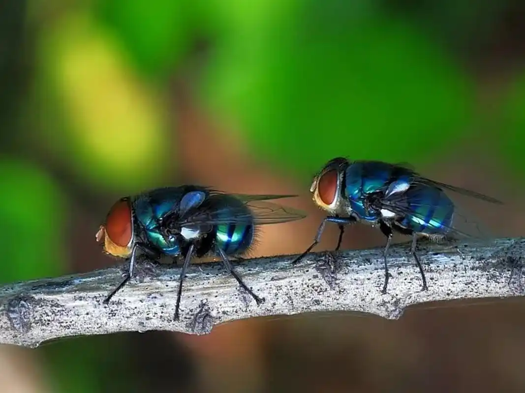 每日识虫~丽蝇 类别 物种类别:飞行害虫 科属:丽蝇科 拉丁名