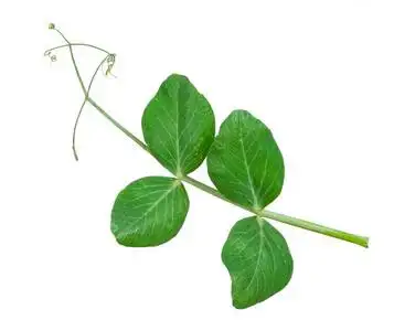 豌豆叶子图片-豌豆叶子素材-豌豆叶子插画-摄图新视界