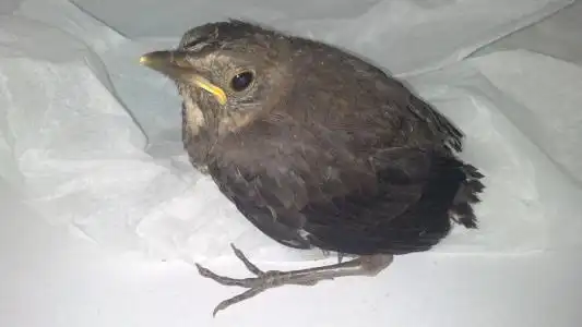 展开全部 这是乌鸫幼鸟