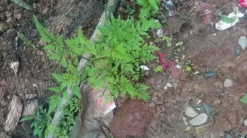 请问这种是什么草有毒吗?兔子能吃吗,请大家指教.