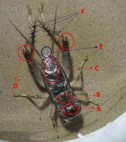 "上,中"篇咱们的分析预判,暂时定性为:"劣虫"不算是条很高级的蛐蛐,也