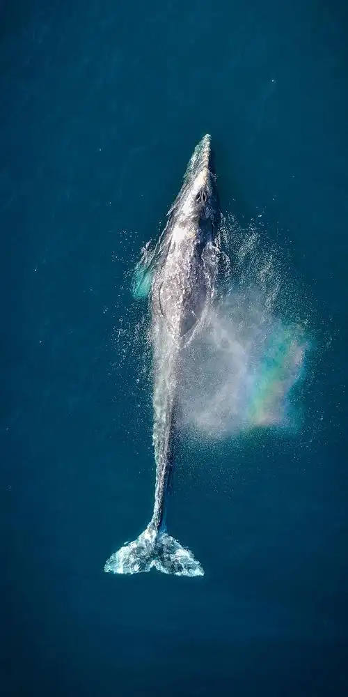 有没有俯视大海然后图里面有鲸的图呀