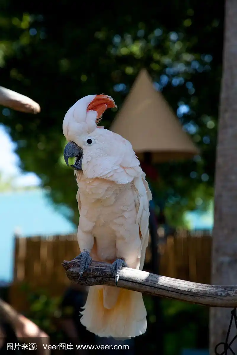 鲑鱼冠凤头鹦鹉