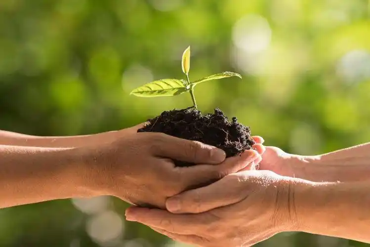 两双手托着绿芽