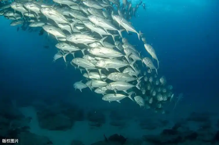 小知识:海底最深的地方有多深图片(万米深海人类探索到了什么)-图1