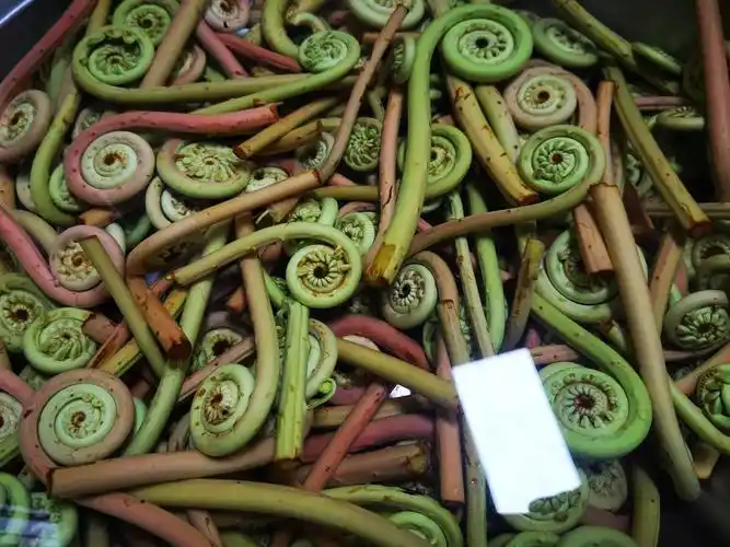 蕨 蕨菜 蕨类植物 蕨叶 山货 山野菜 野菜 野生 野蕨菜 食材