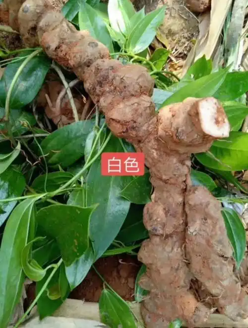 新采土茯苓种子 茯苓树籽红土苓冷饭团50g 白肉土茯苓50g【图片 价格