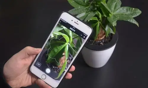 这是什么神仙植物识别拍照扫一扫便知天下花你会用吗