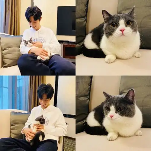 就是那只人见人爱让人嫉妒的小猫咪肖战和坚果的有爱日常分享
