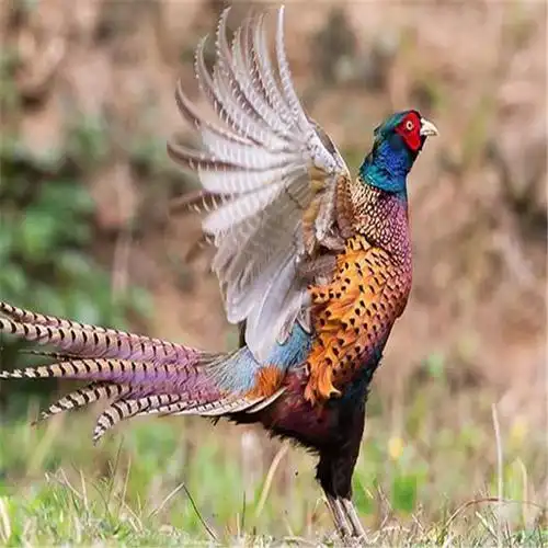 精品供应七彩山鸡苗鸡苗批发七彩山鸡养殖
