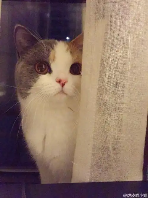 啵哩# 躲在窗帘后装忧郁的啵哩baby