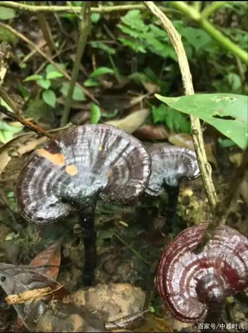 越南竹灵芝采摘记