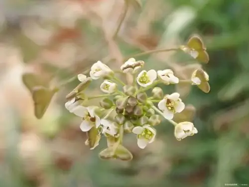 紫草科附地菜的单歧聚伞花序和十字花科荠菜的总状花序 (微距拍摄效果