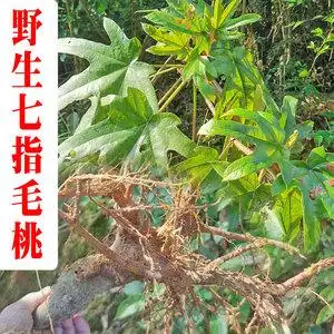 七指毛桃根新鲜野生五爪龙牛奶根干货别名山狗善煲汤料泡酒凉茶