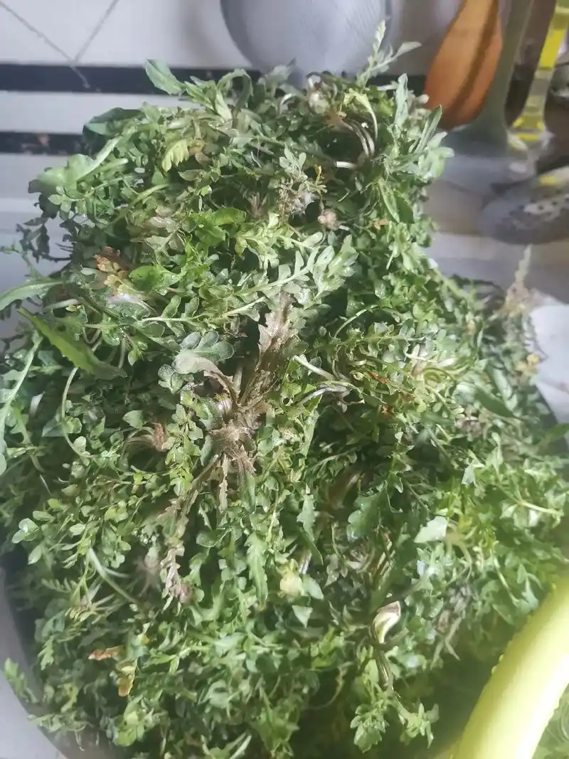 想吃的约起来吆. 有荠菜肉的,荠菜嘎啦肉的,还 - 抖音