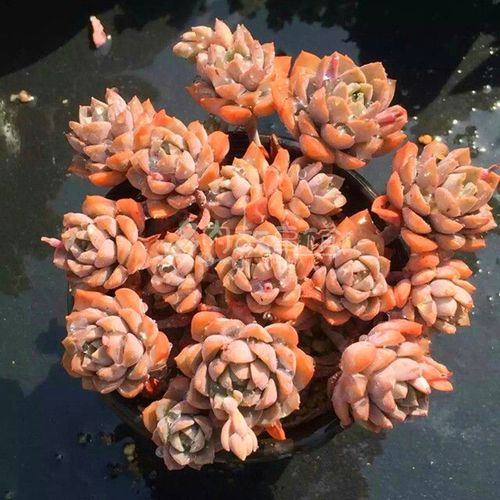 满额包邮多肉植物紫卡群小老桩昆明开挂区塑料盆多肉植物