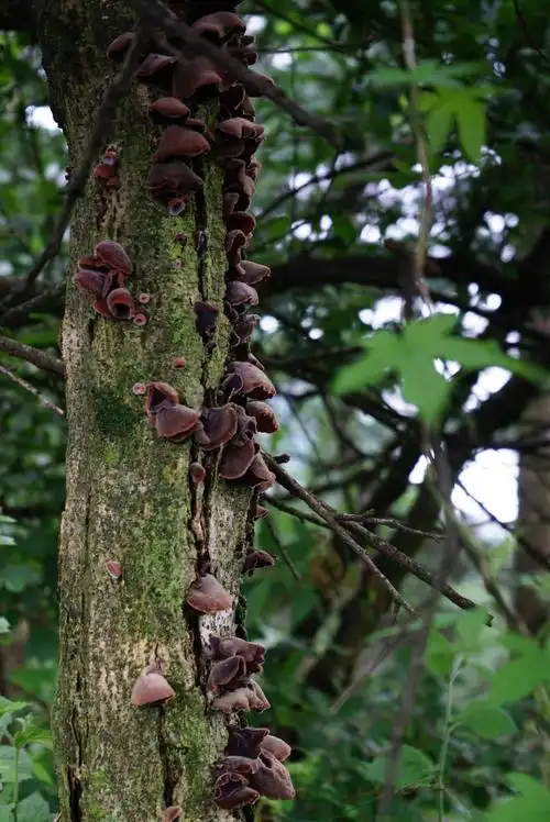 树上长的黑木耳