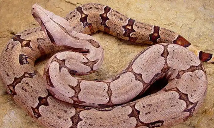 p>巨蚺,别名 a target="_blank" href="/item/红尾蟒/2299492" data