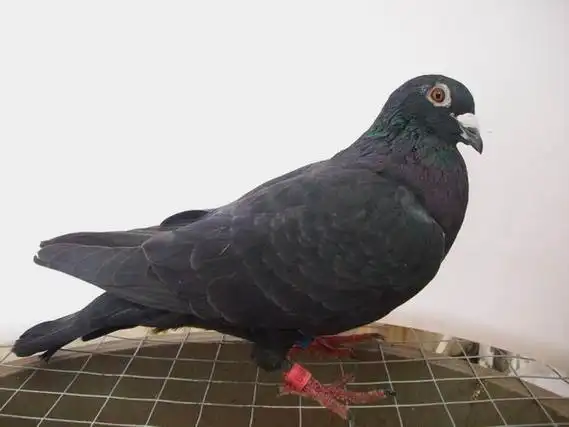 08纯黑深圳鸽终极酷黑