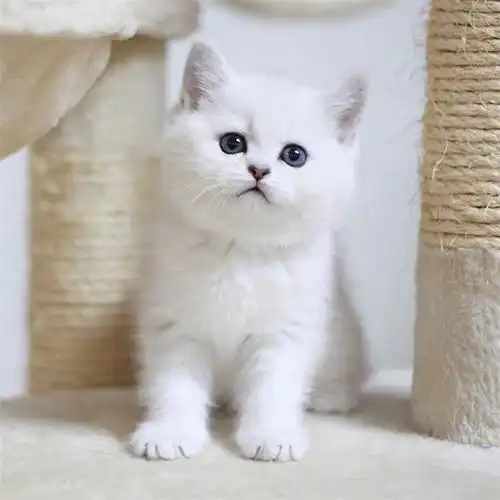 纯种银渐层猫幼猫活体英短金渐层猫矮脚猫银点猫活物宠物猫咪幼崽
