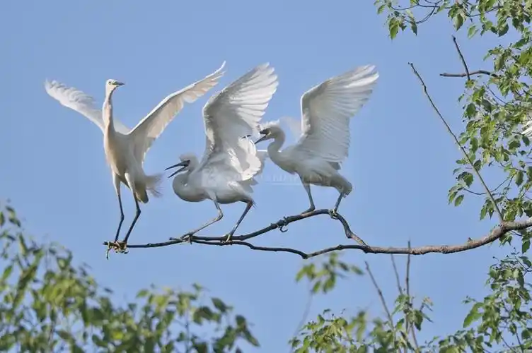 生态文学丨祖克慰:鸟声四季·春与夏_腾讯新闻