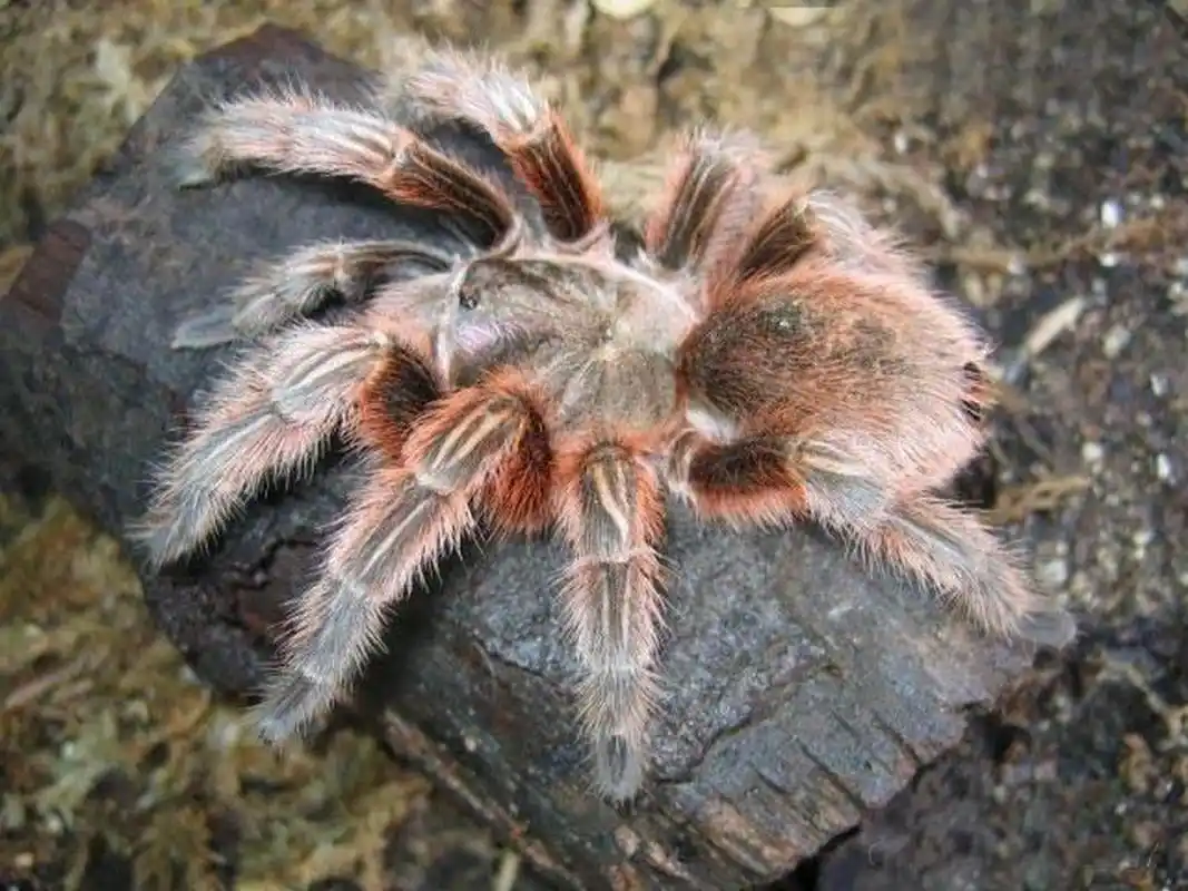 这是智利红玫瑰蜘蛛,毒性非常弱,对人体几乎造不成伤害.