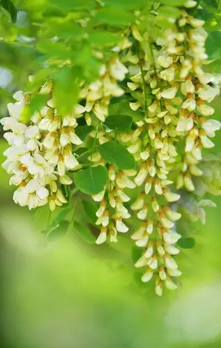 槐花飘香的季节.