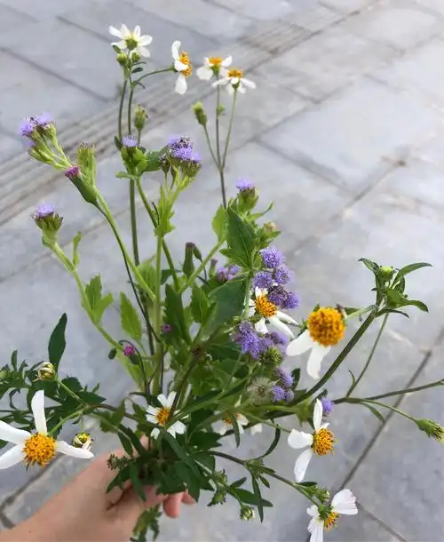 就地取材,学校里的野花一束