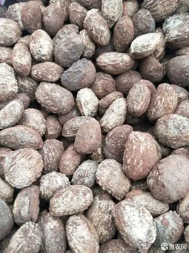 桐籽30吨桐油籽出售